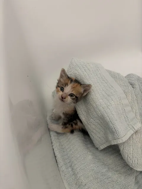 Help me find this lost Kitty a home!