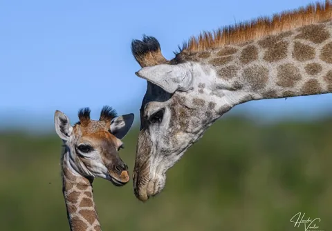 🔥moment of affection between Giraffe and her baby