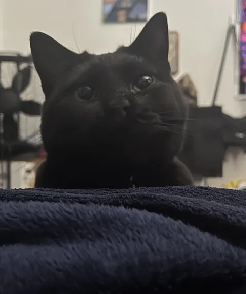 My sleepy babygirl, Goose 🖤