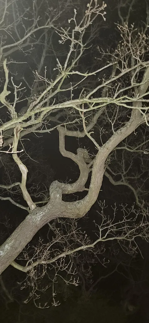 A tree next to my house has a perfect #5 in the branches: