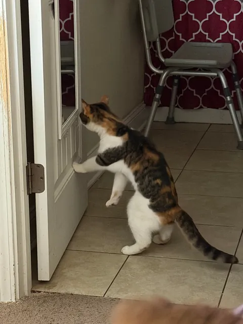 Adopted a last chance cat…