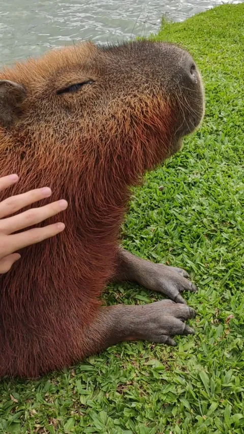 Adorable coconut doggy I met at the park earlier today