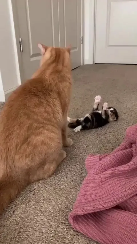 Trying to get Mom’s attention