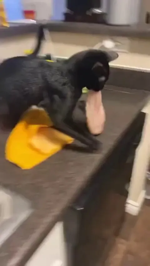 Kitten steals raw chicken from the kitchen