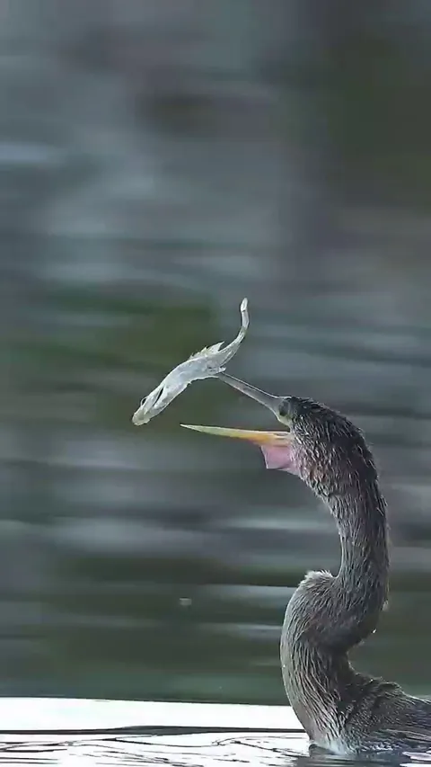 🔥 The speed and precision with which an anhinga, or snakebird, flips and correctly positions a fish for swallowing. In real time, this took 1.25 seconds