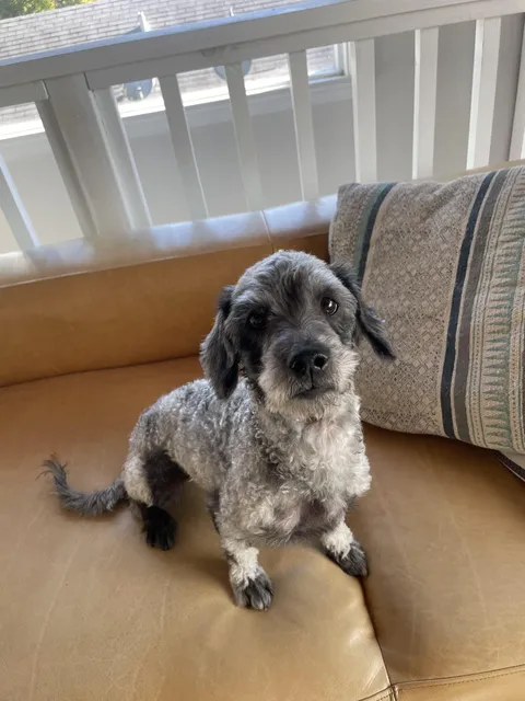 My foster pupper has really a cool coat