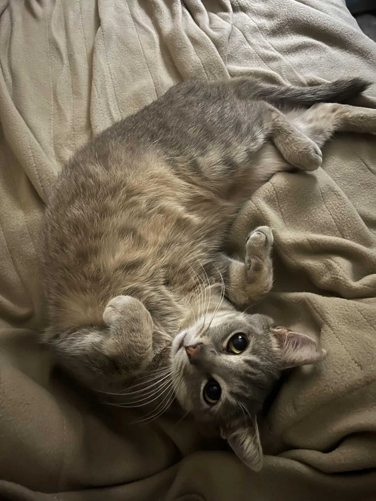 Stray cat has made himself at home. He doesn't even try to run outside anymore.