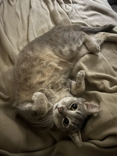 Stray cat has made himself at home. He doesn't even try to run outside anymore.