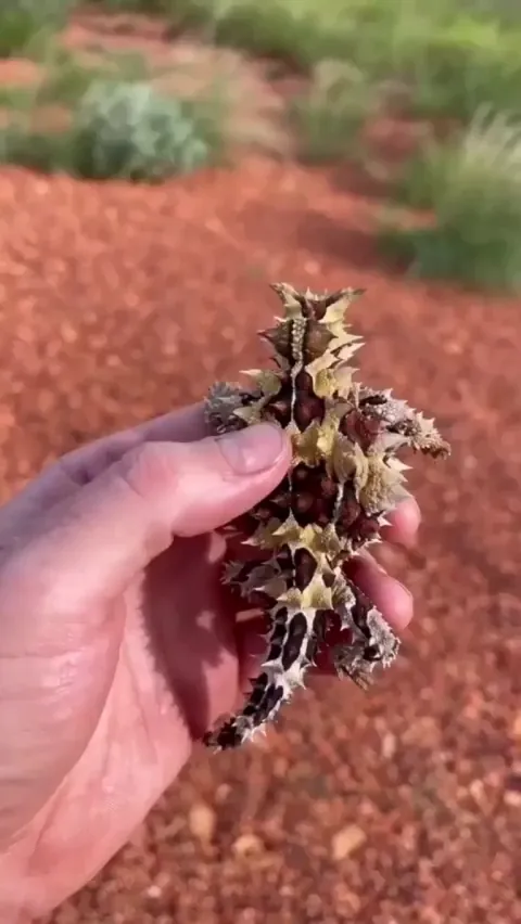 🔥 The thorny devil.