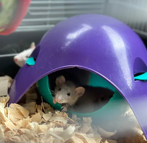 In Loving Memory of President Link 💔