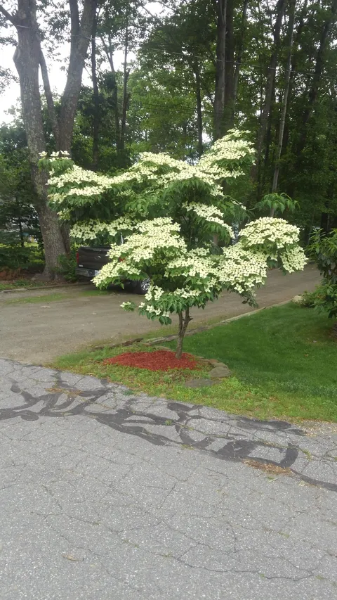 Got to love the Dogwood