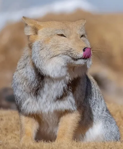 🔥 Square-Faced Tibetan Fox 🔥