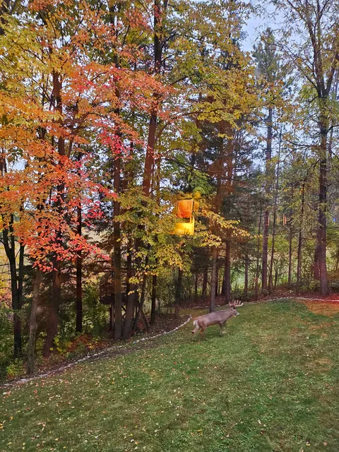 Fall Foliage in My Backyard