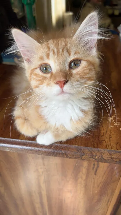 This is the best photo I’ve ever taken of my cat