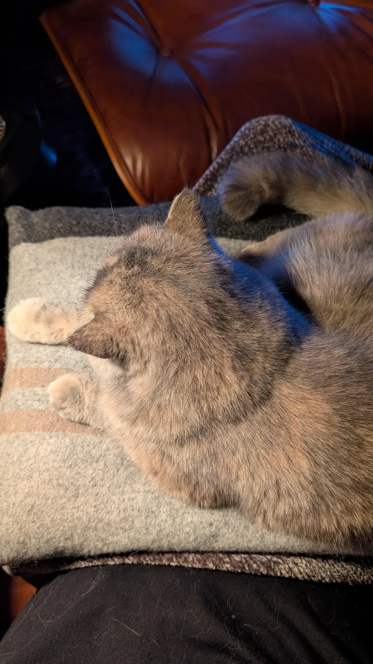 My cozy spot tonight. My cat, an orange gin and tonic and 1970's Billy Joel.