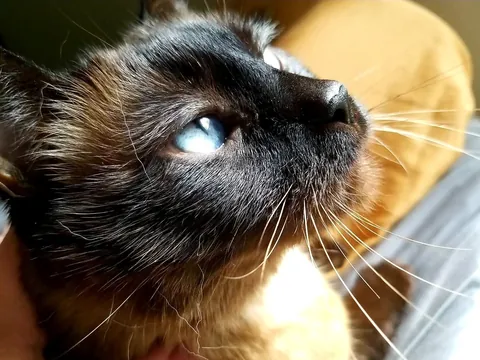 Diablo, 18 years still wasn't enough. I've loved you every day of your life, minus a few weeks at the beginning before we met you. Wait for us, we'll be there before you know it