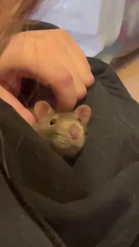 Is my rat okay?