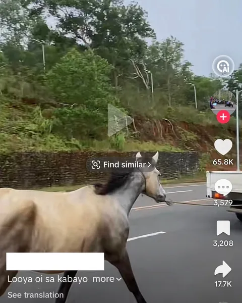 Horse tied to truck and forced to run — a case of animal cruelty in Misamis Oriental
