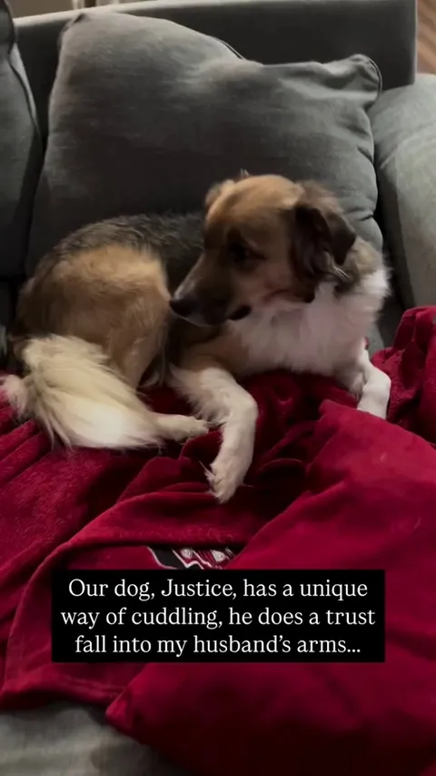 The way Justice just falls backwards 🥹🐶