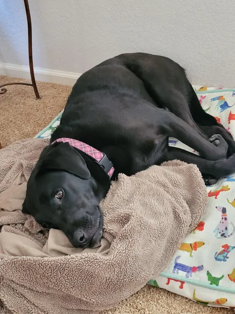 When you had a tough day of chasing squirrels