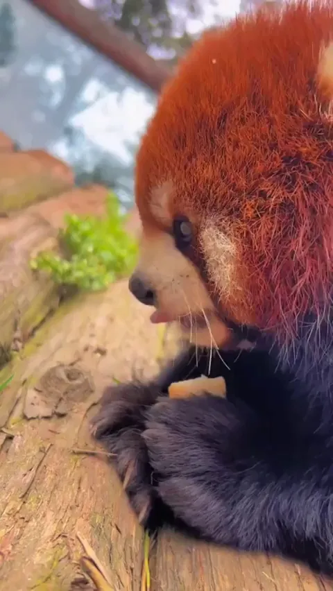 Amazing Red Panda 🐼
