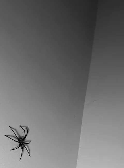 Told my girlfriend I caught it so she could sleep, but it's still at large. 