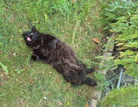 Show me the last pic you took of your cat, i’ll start