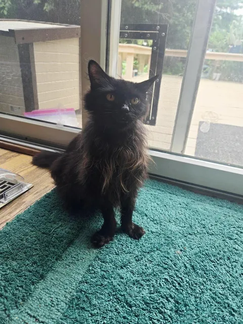 My friends cat has the LONGEST paws I've ever seen!