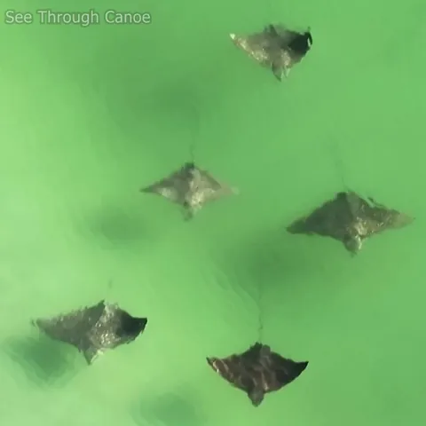 🔥 Spotted Eagle Rays. They chase and bite each other in the back of their wings during mating season.