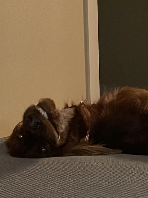 My dog is full demon now.