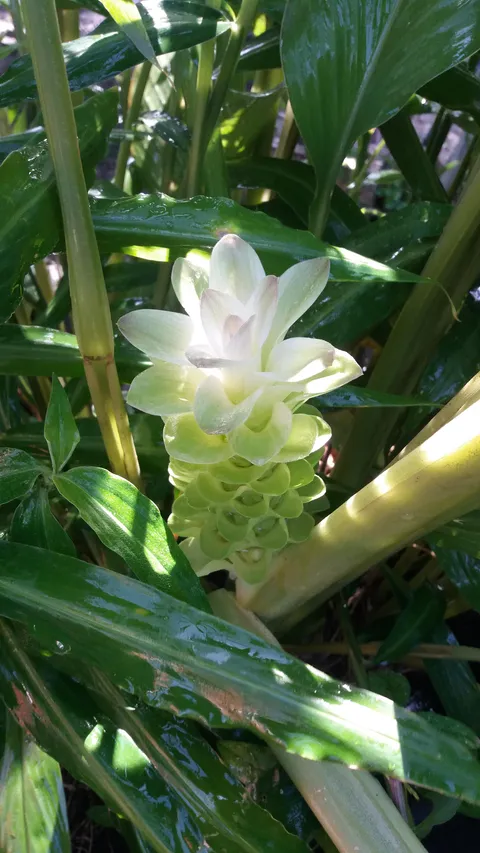Turmeric flower from my patch