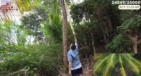 A coconut falls onto Lacy’s head