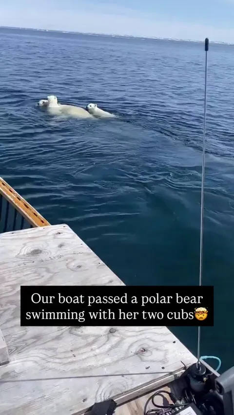 Imagine seeing this 🤯🤩 -- danielquinajuak