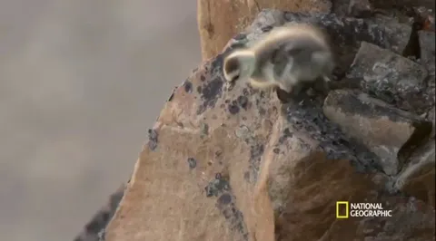 🔥barnacle geese chicks instinctually leap from their nests high on the cliff to reach food and water, their parents waiting below - an estimated 90% of chicks survive the jump