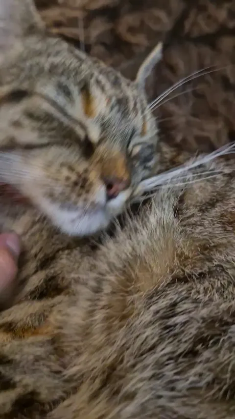 Miso is into the goofiest forms of petting. I wouldn't believe a cat could enjoy this if wasn't for this derp's constant purring as I rearrange her face