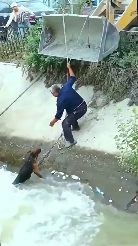 locals helping save a dog which was trapped in the floods