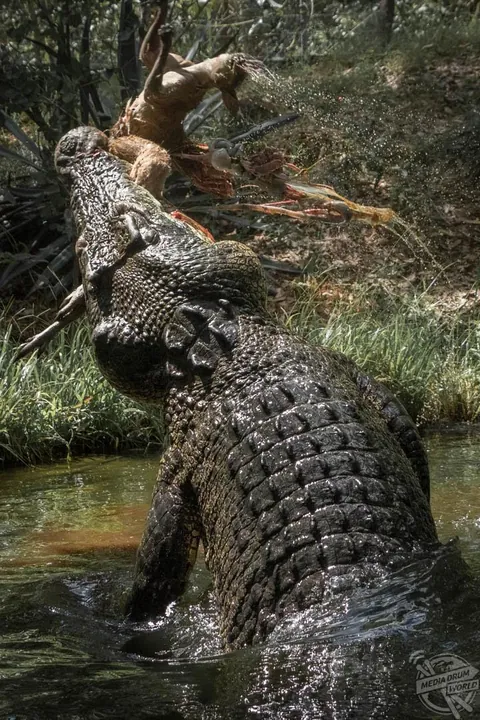 Crocodile destroys a wallaby