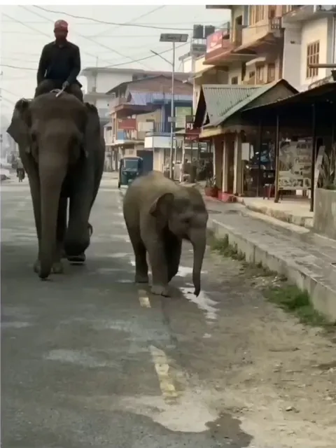 Mama Elephant thanks stranger for giving its kid some water