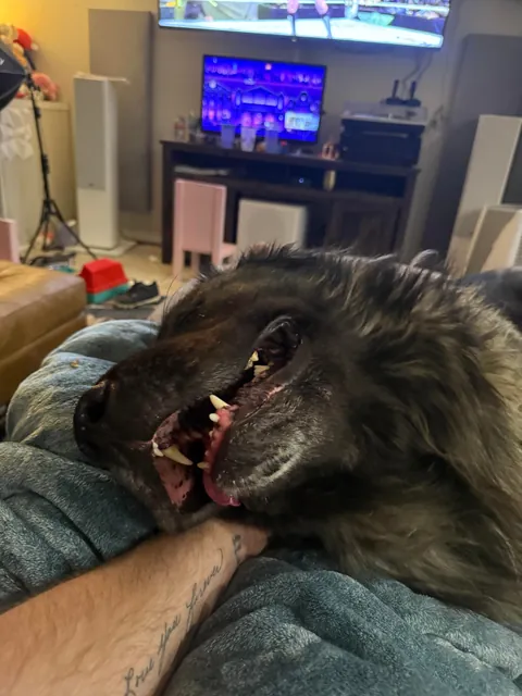 Most dangerous breed on the planet. Nobody tell him.