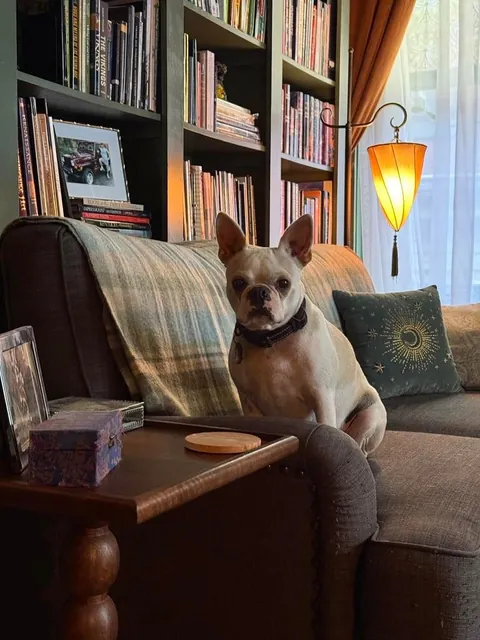 My home library and my dog on a summer afternoon.