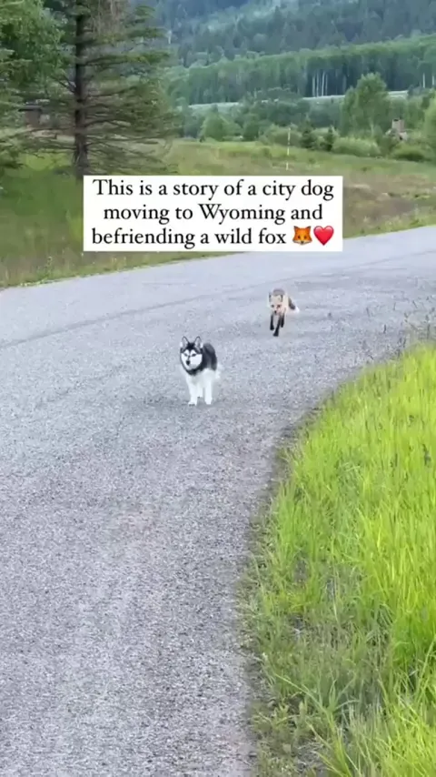 Wild Fox Befriends A Husky