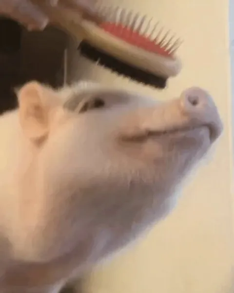 A little brushing puts a smile on his face