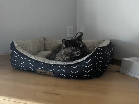 My 16 year old girl isn't doing too great. I'm getting ready to say goodbye, and thought some people might enjoy some pics of her