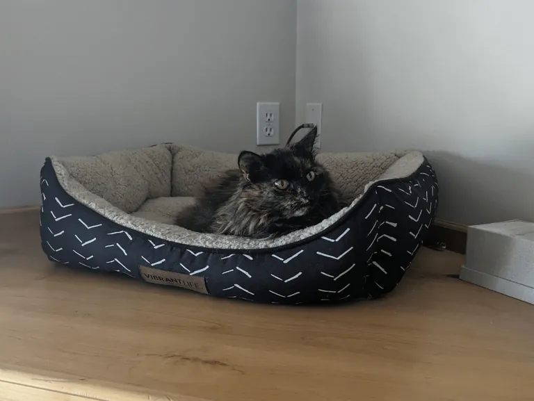 My 16 year old girl isn't doing too great. I'm getting ready to say goodbye, and thought some people might enjoy some pics of her