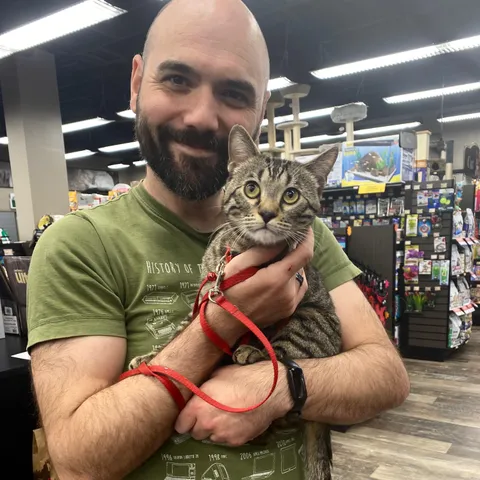 Despite feeling pressured to get a new kitty quickly after losing my previous cat, I have to admit that I really love this little guy. Meet Vincent.