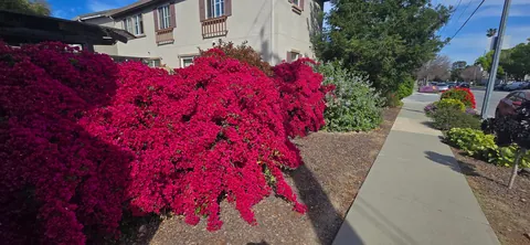 I hear you like bougainvillea