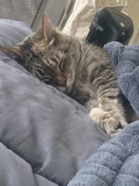 GF had a rough day. Send cat pics to cheer her up