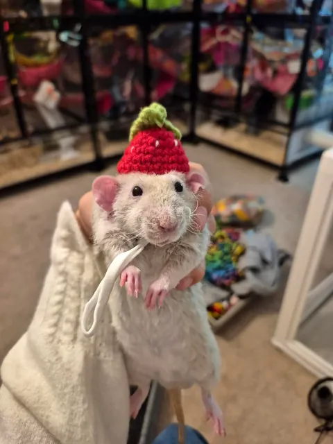 The cutest rats with hats!
