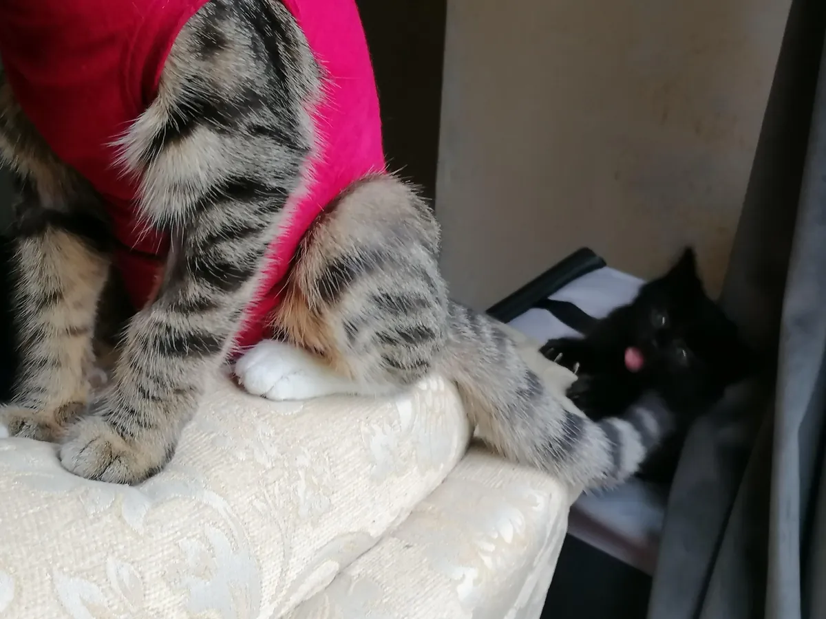 My new kitten, Petrus, sure is a character