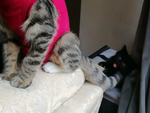 My new kitten, Petrus, sure is a character